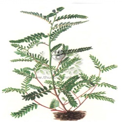 cây-chó-đẻ