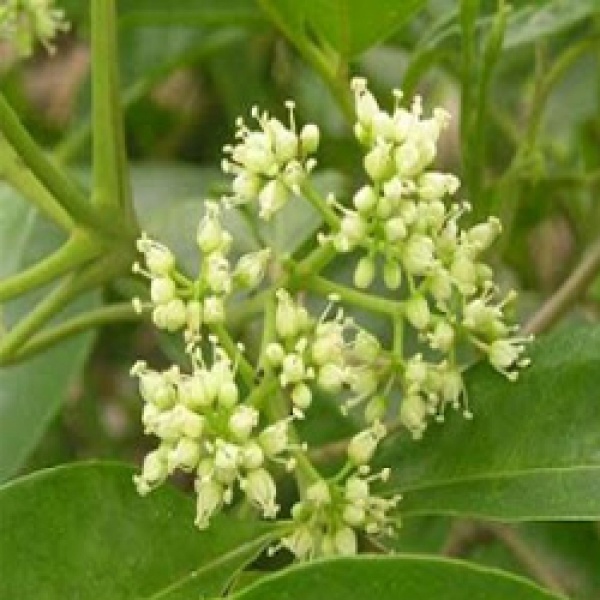 Cây ba chạc