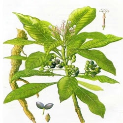 Cây ba chạc