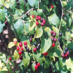 BA GẠC