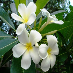 Đại
