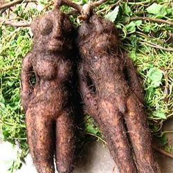 Hà Thủ Ô