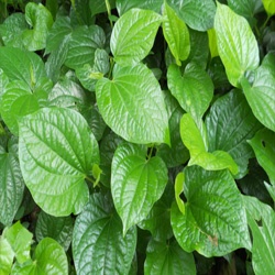 Lá Lốt