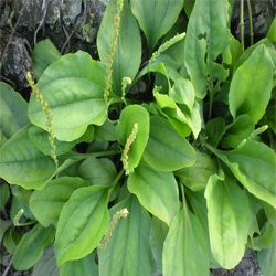 Mã Đề