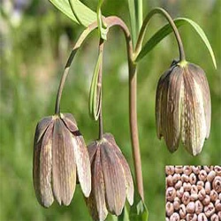 Xuyên Bối Mẫu