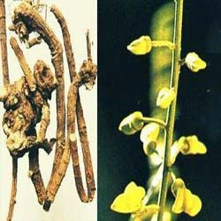 SƠN ĐẬU CĂN