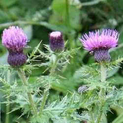 Japanese thistle (Daji)
