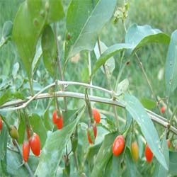 Futokadsura stem