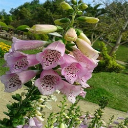 DƯƠNG ĐỊA HOÀNG